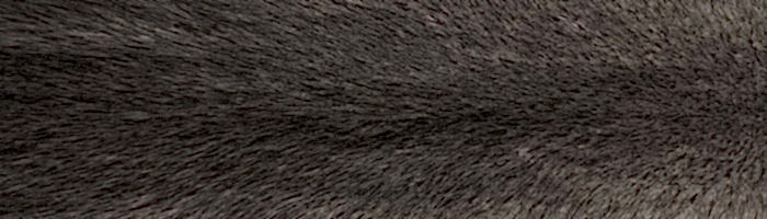 ����� ����� blue iris ����� �. 2x0 (R143)