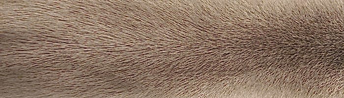 ����� ����� �������� ��������� �. 2x0 (R113)